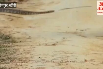 Video: - Video: दुधवा में बाज और अजगर की लड़ाई देख रोमांचित हुए सैलानी