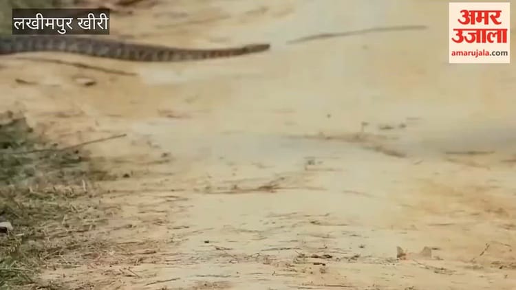 Video: - Video: दुधवा में बाज और अजगर की लड़ाई देख रोमांचित हुए सैलानी