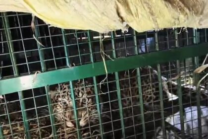 Lakhimpur - Lakhimpur Kheri: धौरहरा में वन विभाग के पिंजरे में कैद हुआ तेंदुआ, ग्रामीणों ने ली राहत की सांस