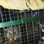 Lakhimpur - Lakhimpur Kheri News: लखीमपुर खीरी में पकड़ा गया तेंदुआ, बाघ अब भी कर्मियों को दे रहा चकमा