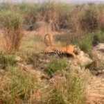 Video: - Video: दुधवा में जंगली सूअर को दौड़ाता दिखा बाघ, नजारा देख रोमांचित हुए सैलानी