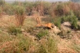 Video: - Video: दुधवा में जंगली सूअर को दौड़ाता दिखा बाघ, नजारा देख रोमांचित हुए सैलानी