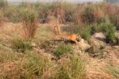 Video: - Video: दुधवा में जंगली सूअर को दौड़ाता दिखा बाघ, नजारा देख रोमांचित हुए सैलानी