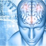 Research: - Research: पुरुष-महिलाओं का दिमाग लगभग समान, हार्मोन करते हैं प्रभावित; जानें कनेक्टिविटी और आकार में क्या फर्क