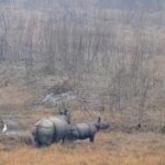 Lakhimpur - Lakhimpur Kheri: दुधवा में बाघ से जान बचाकर भागा गैंडा और शावक, देखें वीडियो