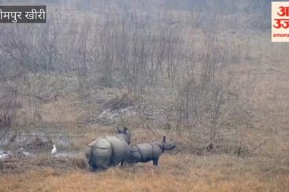 Lakhimpur - Lakhimpur Kheri: दुधवा में बाघ से जान बचाकर भागा गैंडा और शावक, देखें वीडियो