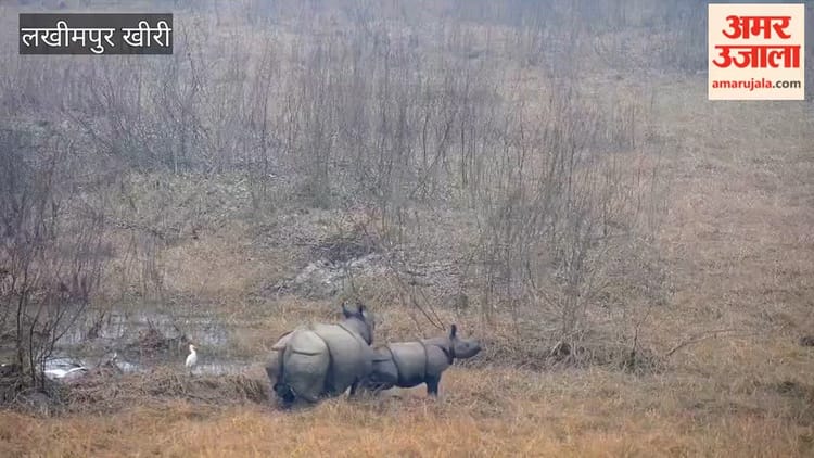 Lakhimpur - Lakhimpur Kheri: दुधवा में बाघ से जान बचाकर भागा गैंडा और शावक, देखें वीडियो