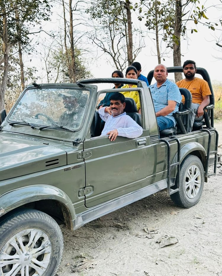 Lakhimpur - Lakhimpur Kheri News: किशनपुर सफारी में पर्यटकों को हुए बाघ के दीदार