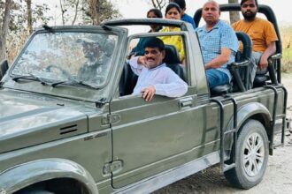 Lakhimpur - Lakhimpur Kheri News: किशनपुर सफारी में पर्यटकों को हुए बाघ के दीदार