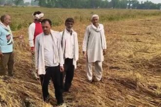 बारिश - बारिश और आंधी का कहर: मथुरा में गेहूं की फसल बर्बाद, खेतों की हालत देख रो पड़े किसान; मुआवजे की मांग