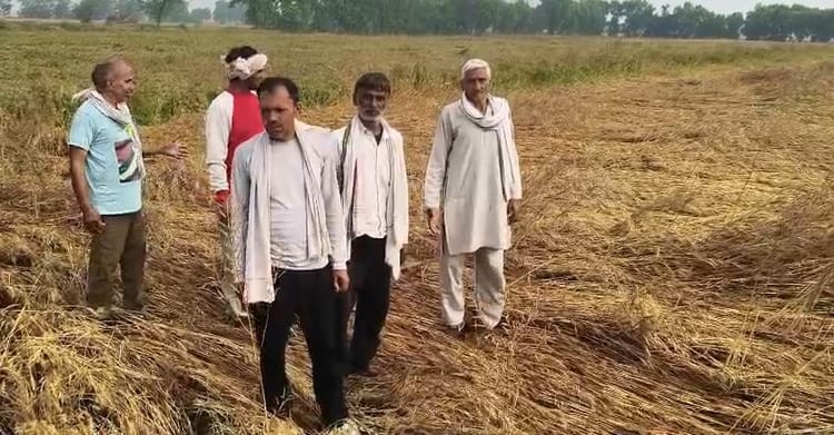 बारिश - बारिश और आंधी का कहर: मथुरा में गेहूं की फसल बर्बाद, खेतों की हालत देख रो पड़े किसान; मुआवजे की मांग