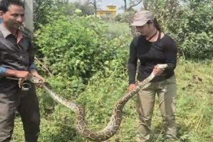 Lakhimpur - Lakhimpur Kheri: खेत में निकला 13 फीट लंबा अजगर, 'रेस्क्यू गर्ल' ने तीन मिनट में पकड़ा, जंगल में छोड़ा