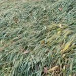 Weather: - Weather: लखीमपुर खीरी में तेज हवा के साथ हुई बारिश, कुछ इलाकों में गिरे ओले