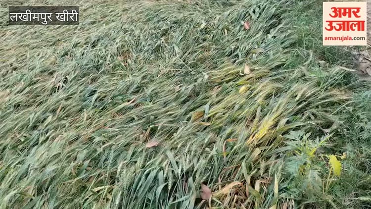 Weather: - Weather: लखीमपुर खीरी में तेज हवा के साथ हुई बारिश, कुछ इलाकों में गिरे ओले
