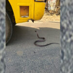 Auraiya: - Auraiya: बच्चों से भरी बस के आगे फन उठाकर खड़ा हुआ सांप, मचा हड़कंप