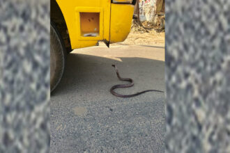 Auraiya: - Auraiya: बच्चों से भरी बस के आगे फन उठाकर खड़ा हुआ सांप, मचा हड़कंप