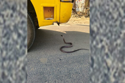 Auraiya: - Auraiya: बच्चों से भरी बस के आगे फन उठाकर खड़ा हुआ सांप, मचा हड़कंप