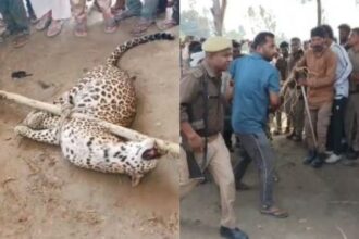 Lakhimpur - Lakhimpur Kheri: ग्रामीणों पर हमला करने वाले तेंदुए को लोगों ने पकड़ा, लाठी से दबाकर रस्सी से बांधा