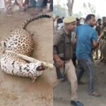 Lakhimpur - Lakhimpur Kheri: ग्रामीणों पर हमला करने वाले तेंदुए को लोगों ने पकड़ा, लाठी से दबाकर रस्सी से बांधा