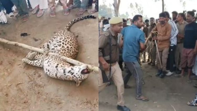 Lakhimpur - Lakhimpur Kheri: ग्रामीणों पर हमला करने वाले तेंदुए को लोगों ने पकड़ा, लाठी से दबाकर रस्सी से बांधा