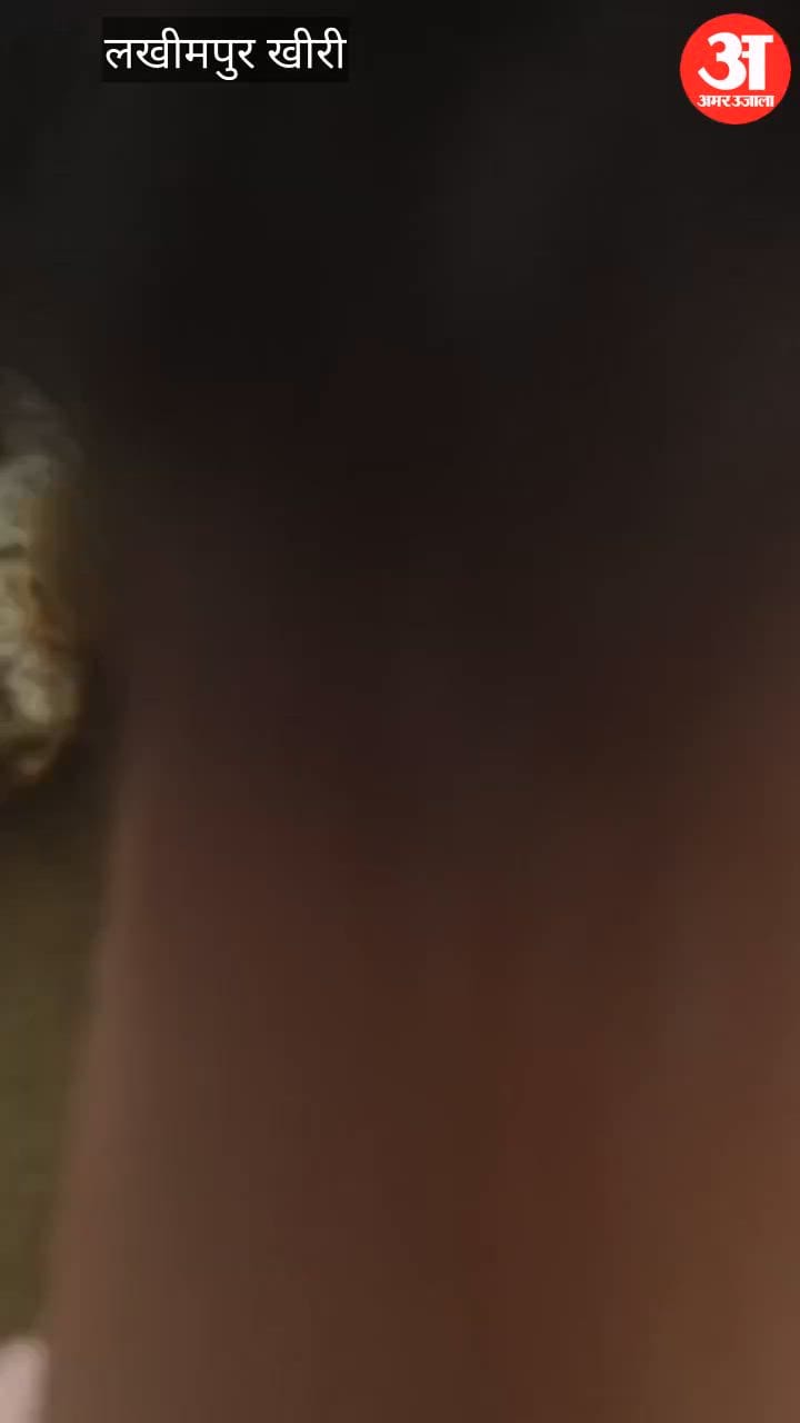 Video: - Video: लखीमपुर खीरी में हमलावर तेंदुए को लोगों ने पकड़ा, रस्सी से बांधा