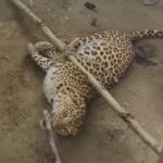 Lakhimpur - Lakhimpur Kheri News: दहशत के बीच हिम्मत, हमलावर तेंदुए को ग्रामीणों ने रस्सियों से बांधा