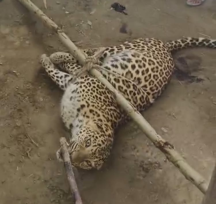 Lakhimpur - Lakhimpur Kheri News: दहशत के बीच हिम्मत, हमलावर तेंदुए को ग्रामीणों ने रस्सियों से बांधा