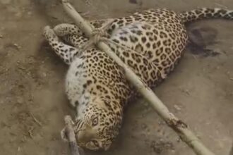 Lakhimpur - Lakhimpur Kheri News: दहशत के बीच हिम्मत, हमलावर तेंदुए को ग्रामीणों ने रस्सियों से बांधा