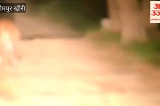 Lakhimpur - Lakhimpur Kheri: दुधवा के जंगल में एक ही राह पर बाघ और भालू, वन अफसरों ने बनाया वीडियो