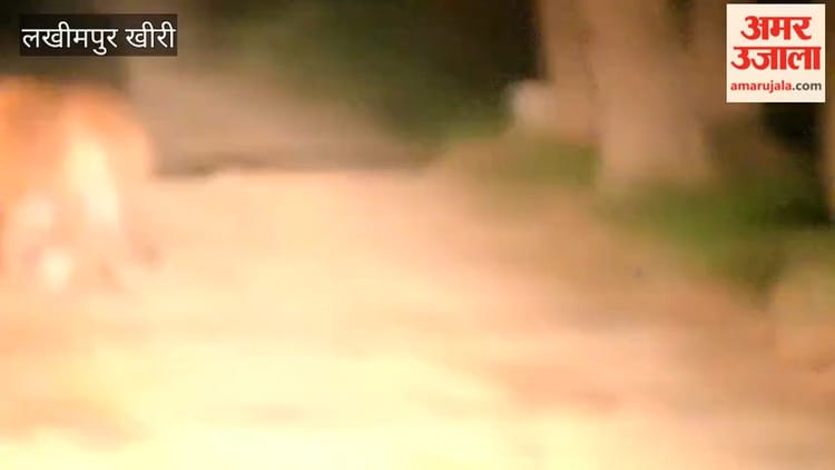 Lakhimpur - Lakhimpur Kheri: दुधवा के जंगल में एक ही राह पर बाघ और भालू, वन अफसरों ने बनाया वीडियो