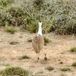 Great - Great Indian Bustard: 10 साल बाद कच्छ में ग्रेट इंडियन बस्टर्ड का जन्म, तकनीक-संयुक्त प्रयासों से मिली सफलता