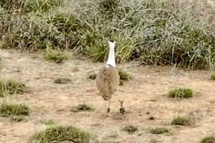 Great - Great Indian Bustard: 10 साल बाद कच्छ में ग्रेट इंडियन बस्टर्ड का जन्म, तकनीक-संयुक्त प्रयासों से मिली सफलता