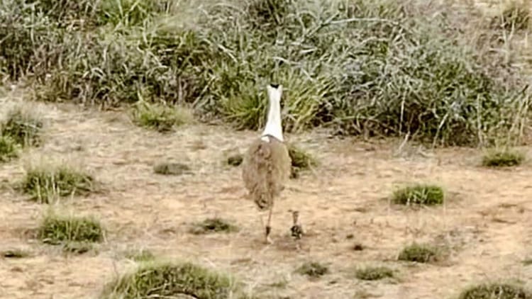 Great - Great Indian Bustard: 10 साल बाद कच्छ में ग्रेट इंडियन बस्टर्ड का जन्म, तकनीक-संयुक्त प्रयासों से मिली सफलता