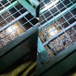 UP: 7 - UP: 7 साल की मासूम को बनाया शिकार; 77 घंटे बाद पिंजरे में कैद हुआ खूंखार तेंदुआ, ग्रामीणों ने ली राहत की सांस