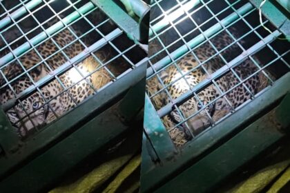 UP: 7 - UP: 7 साल की मासूम को बनाया शिकार; 77 घंटे बाद पिंजरे में कैद हुआ खूंखार तेंदुआ, ग्रामीणों ने ली राहत की सांस