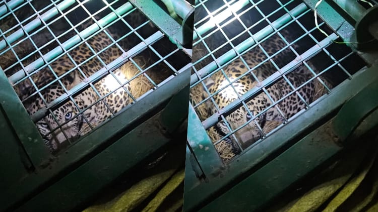 UP: 7 - UP: 7 साल की मासूम को बनाया शिकार; 77 घंटे बाद पिंजरे में कैद हुआ खूंखार तेंदुआ, ग्रामीणों ने ली राहत की सांस