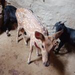 Lakhimpur - Lakhimpur Kheri News: कुत्तों के हमले से हिरन को ग्रामीणों ने बचाया