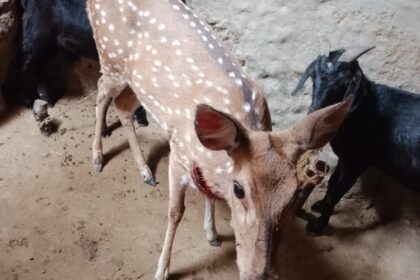 Lakhimpur - Lakhimpur Kheri News: कुत्तों के हमले से हिरन को ग्रामीणों ने बचाया