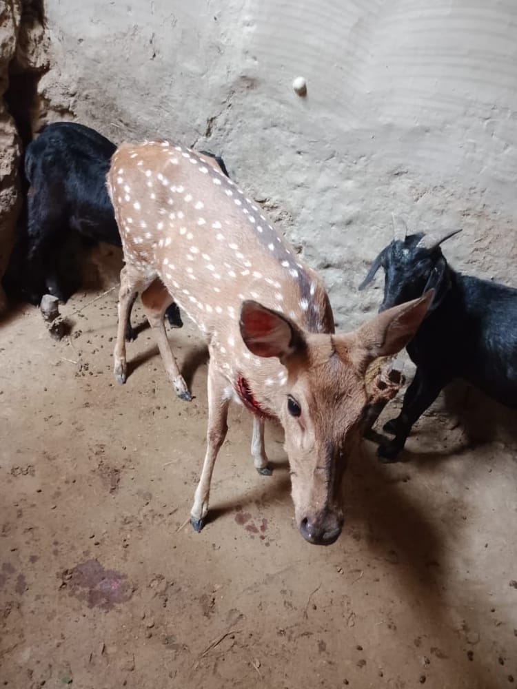 Lakhimpur - Lakhimpur Kheri News: कुत्तों के हमले से हिरन को ग्रामीणों ने बचाया