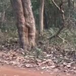 Lakhimpur - Lakhimpur Kheri: दुधवा में सैलानियों का मन मोह रहे भालू, जंगल सफारी के दौरान दिखा यह नजारा