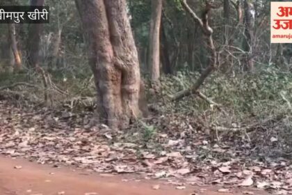 Lakhimpur - Lakhimpur Kheri: दुधवा में सैलानियों का मन मोह रहे भालू, जंगल सफारी के दौरान दिखा यह नजारा