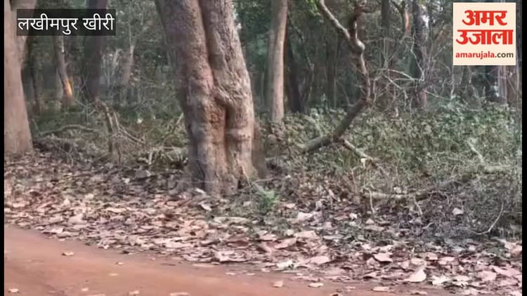 Lakhimpur - Lakhimpur Kheri: दुधवा में सैलानियों का मन मोह रहे भालू, जंगल सफारी के दौरान दिखा यह नजारा