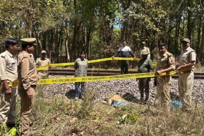 Lakhimpur - Lakhimpur Kheri: दुधवा के जंगल में ट्रेन की चपेट में आकर बाघिन की मौत, रेलवे ट्रैक के किनारे पड़ा मिला शव