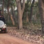 Lakhimpur - Lakhimpur Kheri News: भालू की कलाबाजियां देख सैलानी रोमांचित