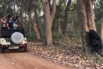 Lakhimpur - Lakhimpur Kheri News: भालू की कलाबाजियां देख सैलानी रोमांचित