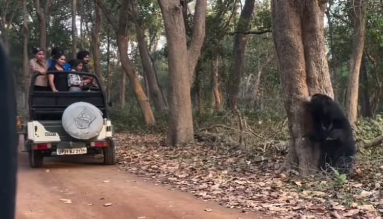 Lakhimpur - Lakhimpur Kheri News: भालू की कलाबाजियां देख सैलानी रोमांचित