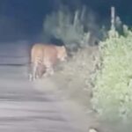 Balrampur - Balrampur News: तेंदुए ने बछड़े को बनाया शिकार, एक महीने में कई बार कर चुका हमला; ग्रामीणों में दहशत