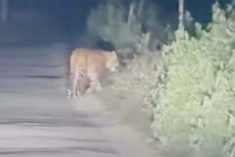 Balrampur - Balrampur News: तेंदुए ने बछड़े को बनाया शिकार, एक महीने में कई बार कर चुका हमला; ग्रामीणों में दहशत