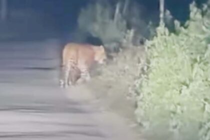 Balrampur - Balrampur News: तेंदुए ने बछड़े को बनाया शिकार, एक महीने में कई बार कर चुका हमला; ग्रामीणों में दहशत