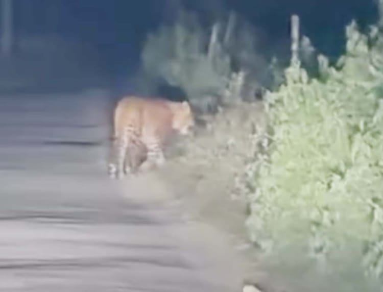 Balrampur - Balrampur News: तेंदुए ने बछड़े को बनाया शिकार, एक महीने में कई बार कर चुका हमला; ग्रामीणों में दहशत